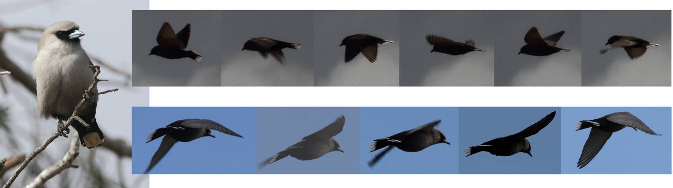 flight.jpg