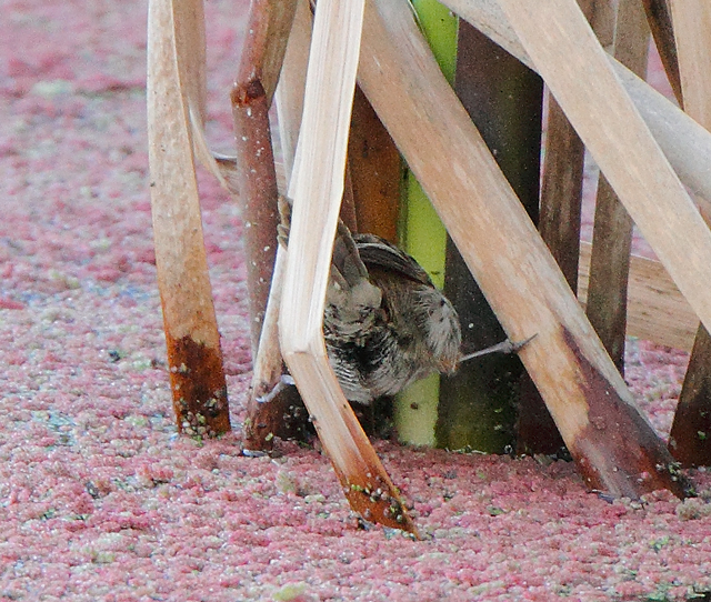 little-grassbird-splits100821_4621.jpg