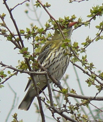oriole