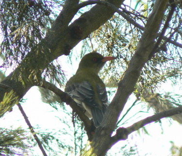 Oriole