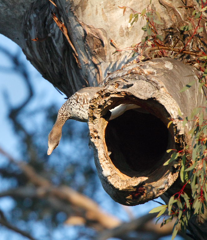 wood-duck-nest100920_9318B.jpg
