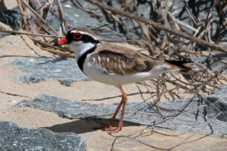 Black-fronted Dotterel StromloPark.JPG