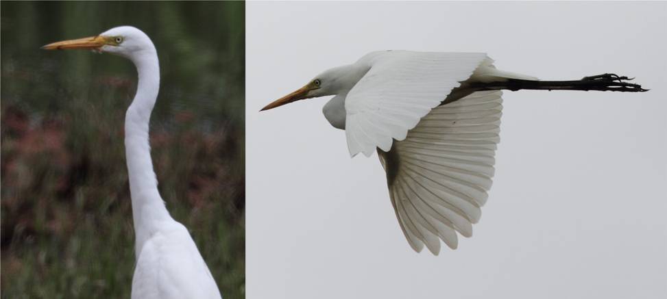 int egret.jpg