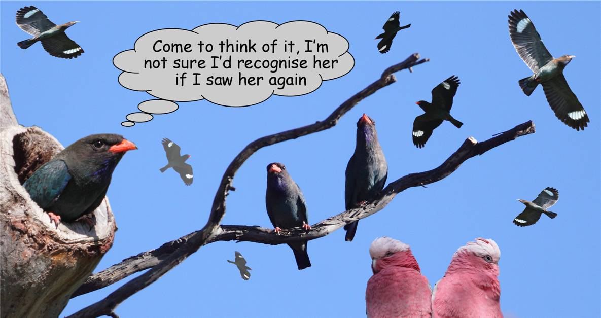 dollarbird.jpg