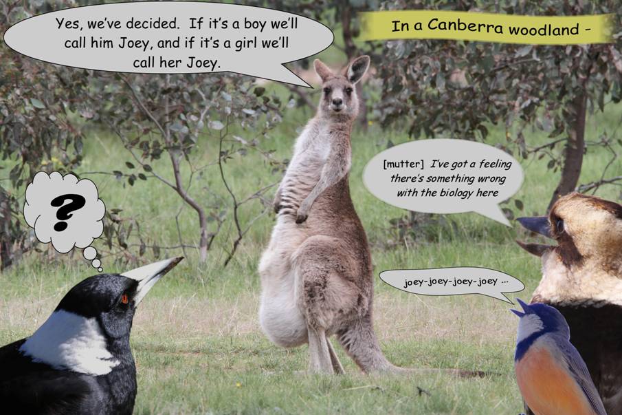 our joey.jpg