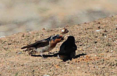 swallow-fight101002_1950.jpg