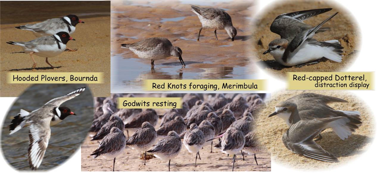 shorebirds 2.jpg