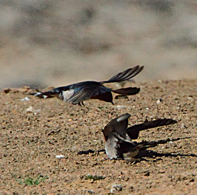 swallow-fight101002_1955.jpg