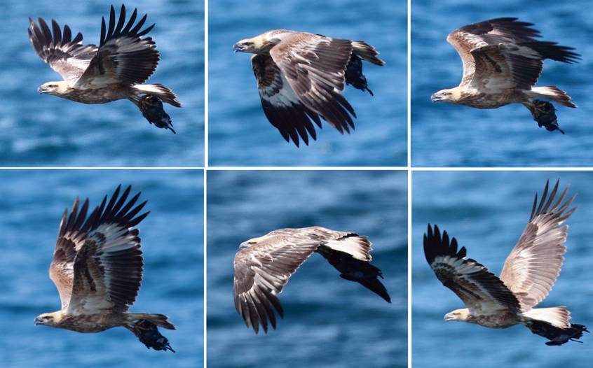 sea-eagle.jpg
