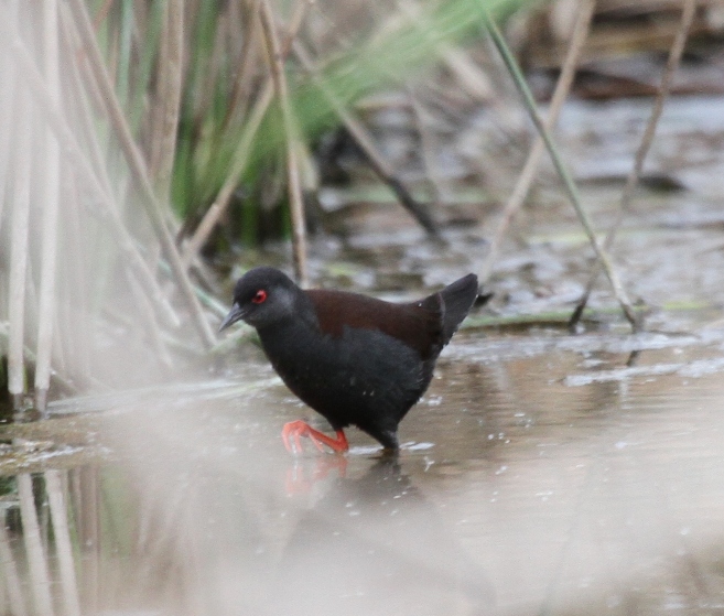 Spotless Crake Norgrove.JPG