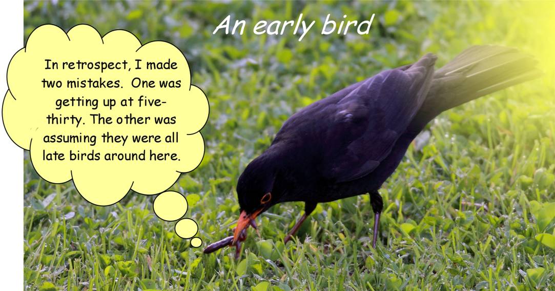 earlybird.jpg