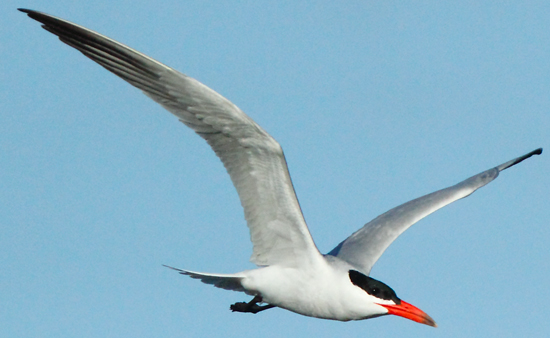 Caspian-Tern101011_2840B.jpg