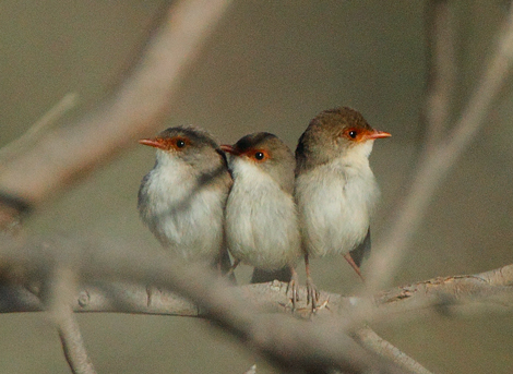 3SFwren101110_5183.jpg