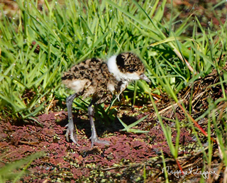 masked-lapwing-chick101127_9311.jpg