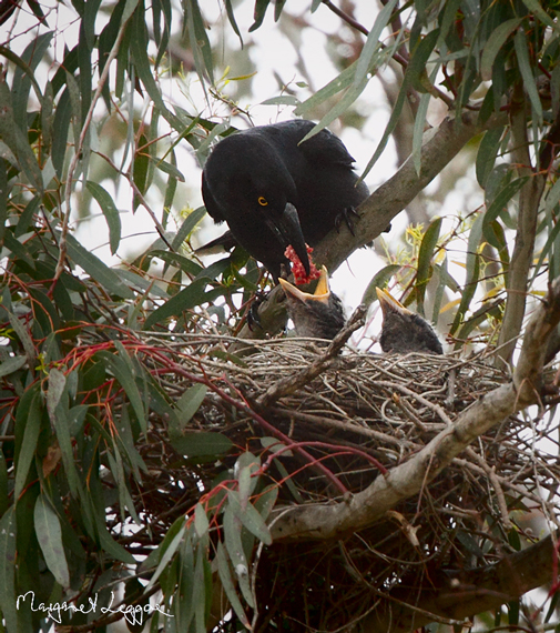 Pied-currawong-chicks101106_4625.jpg