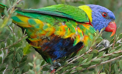 rainbow-lorikeet-abdomen101011_2728.jpg