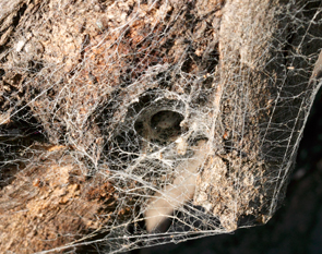 funnel-spider-web101029_3911.jpg