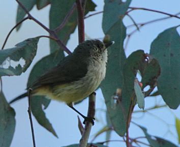 thornbill101112_5826.jpg