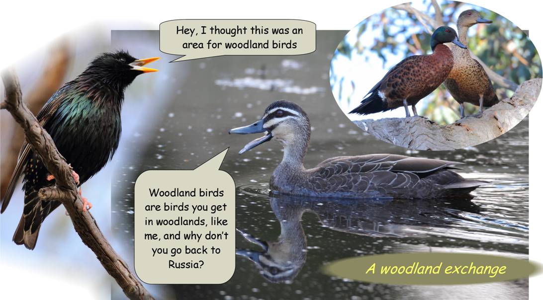 woodlands.jpg