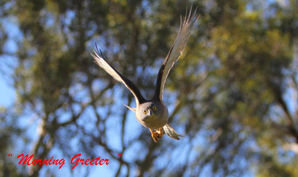 morning greeter_1572.jpg