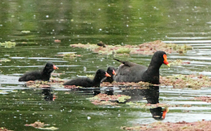 Dmoorhen-chicks101104_4260.jpg