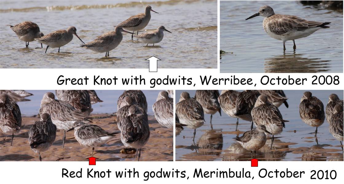 K'nots.jpg
