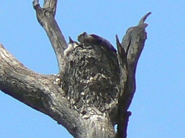 nest1