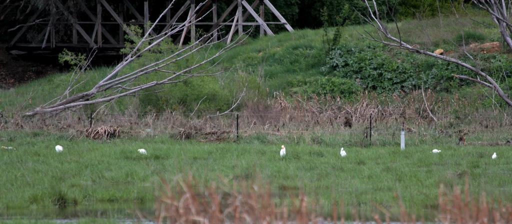 Cattle Egrets JerraWetlands compressed.JPG