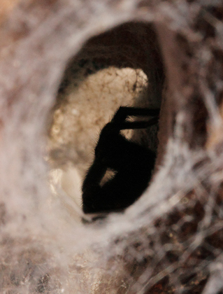 hairy-spider101029_3915.jpg