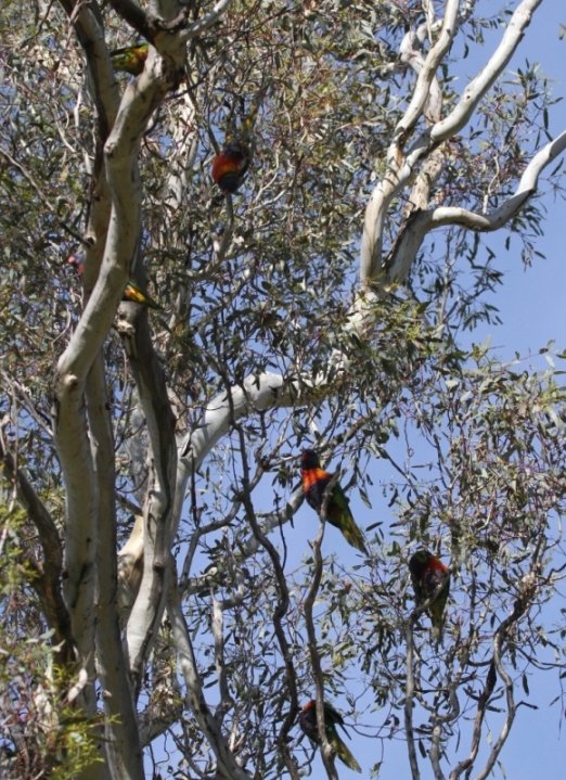 Six Rainbow Lorikeets CallumBrae.JPG