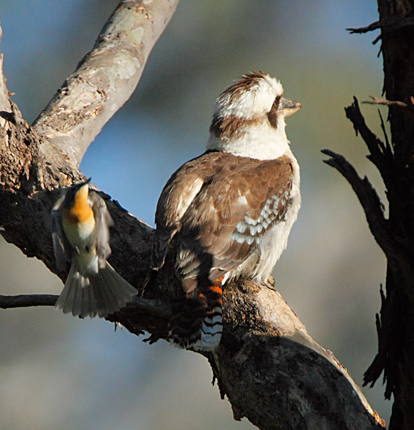 kookaburra_leaden-flycatcher101112_5770.jpg