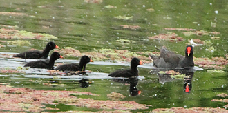 D-moorhen-chicks101104_4233.jpg