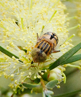 insect101208_0001.jpg
