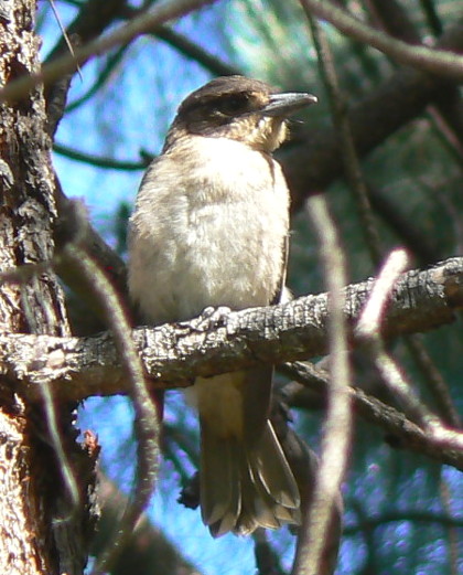 bbird