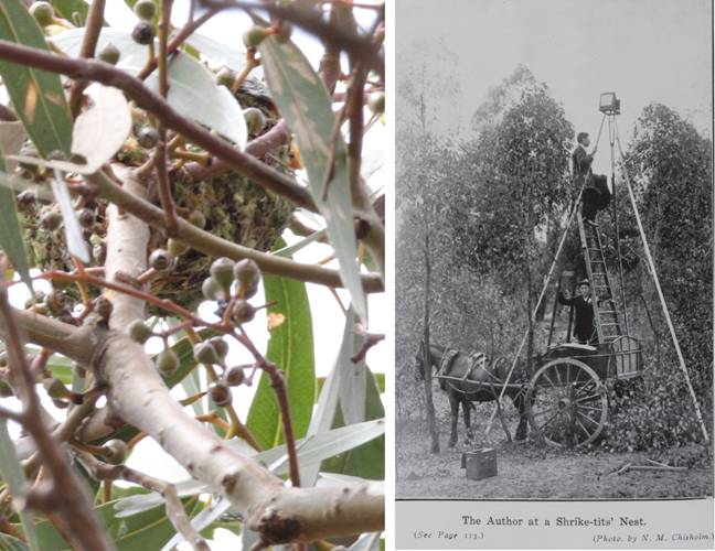 cst nest_4229.jpg