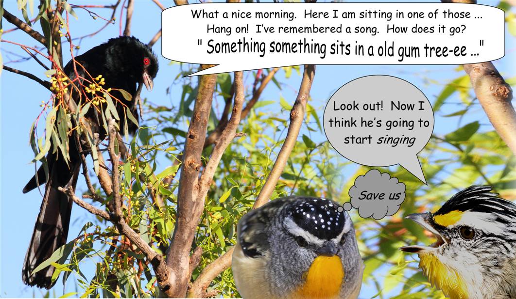 the singing koel_3940.jpg