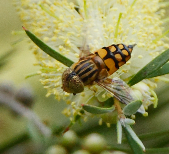 insect101208_0004.jpg