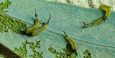 yellowgreen-caterpillar101214_1070.jpg