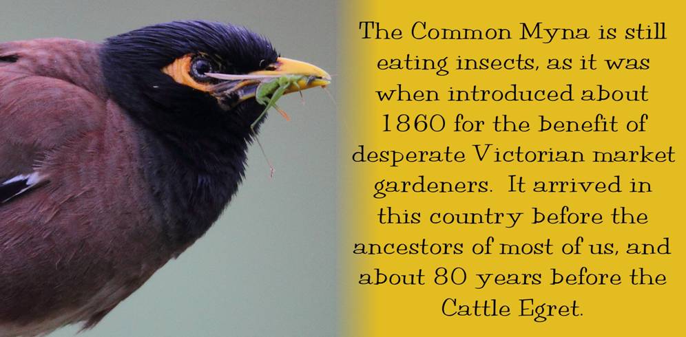c myna_4333.jpg