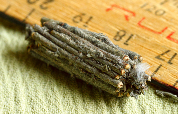 wattle&daub-cottage101214_1045.jpg