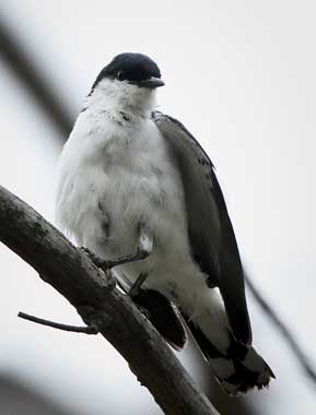 white-winged-triller101217_1562.jpg