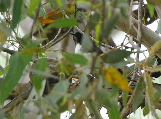 white-winged-triller-nest101217_1635.jpg