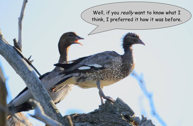 but do you really like it_6520.jpg