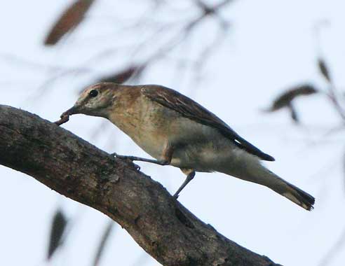 White-winged-triller-fem101217_1111.jpg
