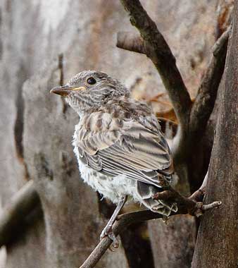 White-winged-triller-juv101217_1177.jpg
