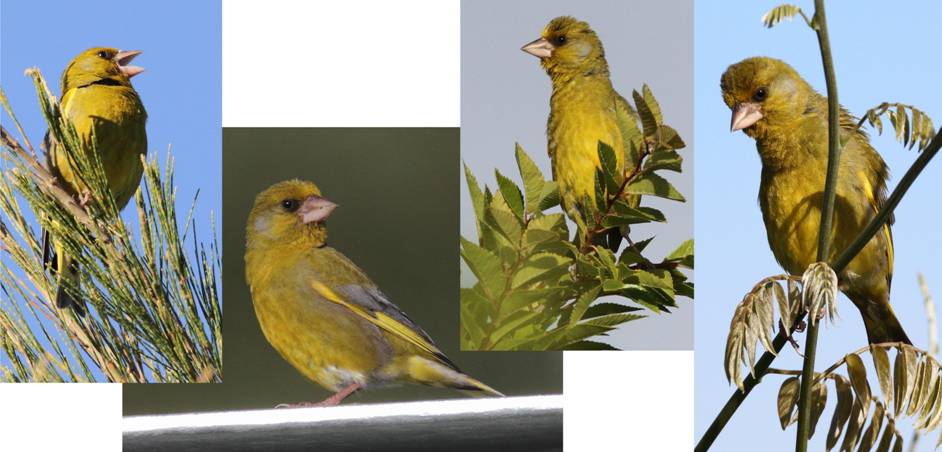 greenfinches.jpg