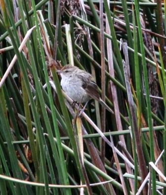 Maybe Little Grassbird Norgrove.JPG