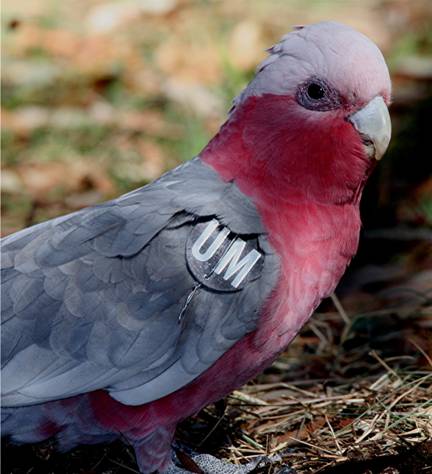 MU Galah.JPG