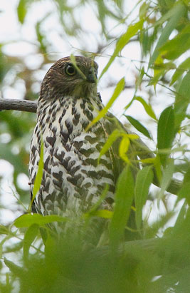 brown-goshawk-juv101217_1708.jpg