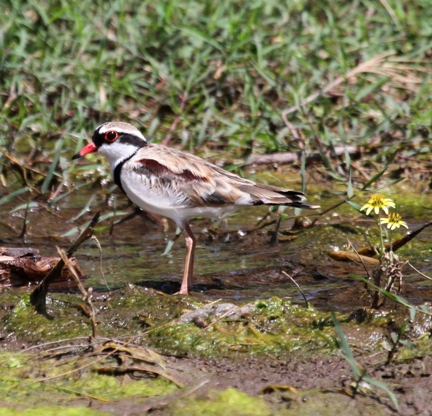Black-fronted Dotterel UriarraX.JPG